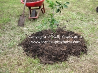 The Satsuma tree should have a layer of compost and a mulch ring