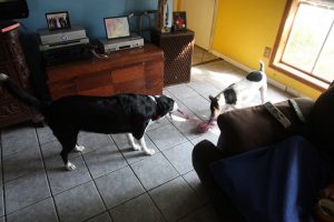 Dogs playing tug-o-war