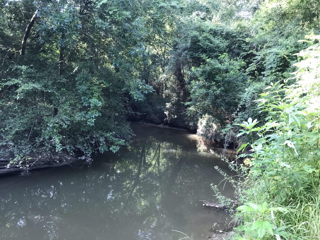 Sub-tropical creek in the woods
