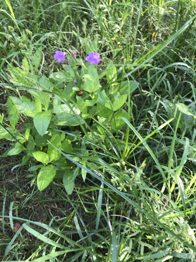 No idea what these wildflowers are.