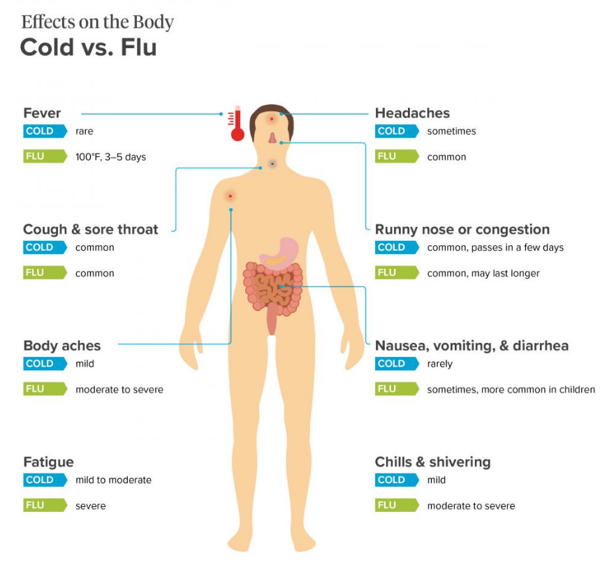 Cold vs flu symptoms