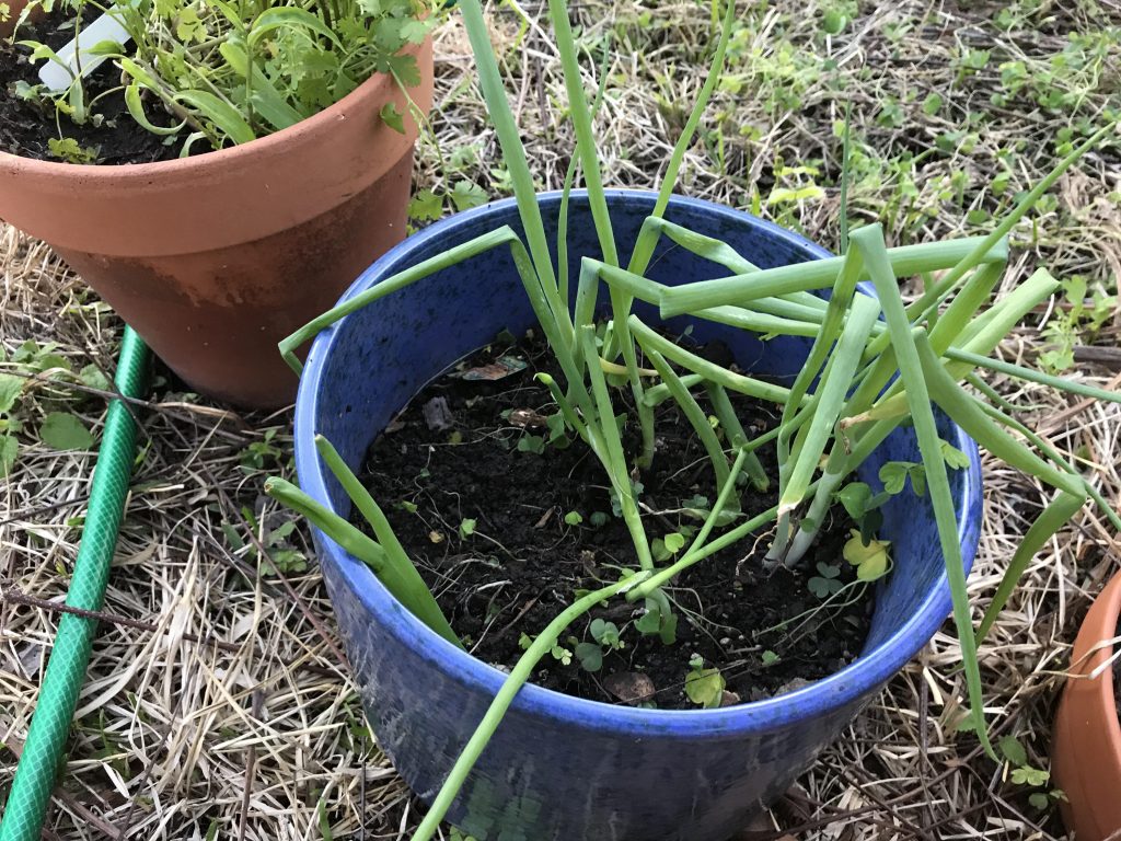 Green onions grown from cuttings