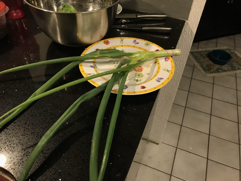 A huge, home-grown organic green onion, or scallion