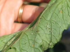 Aphids feeding on a leaf; image courtesy Yescom