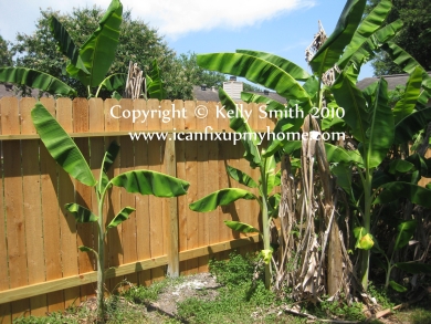 A cedar picket fence offers residential privacy, photo courtesy Kelly R. Smith