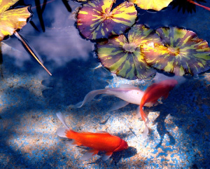 Koi in a pond water feature; photo courtesy Sarah Harris