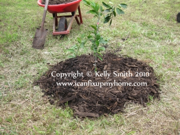 Planting a Satsuma orange tree the organic way; photo © Kelly Smith